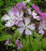 Primula sieboldii 'Summer Lace'